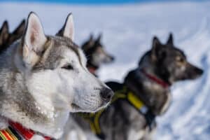 Mike, husky på hundspannsäventyr