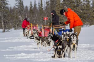 lunchpaus på hundspannsäventyr