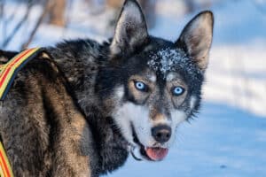 Siberian Husky Joppe på hundspannsäventyr