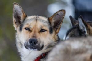 Working husky Melli på hundspannsäventyr