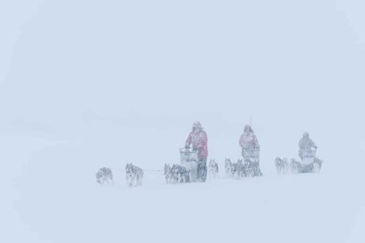 expedition dog sled, snow storm