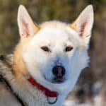 siberian husky Nelson, hundspannsexpedition