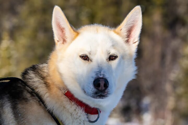 siberian husky Nelson, hundspannsexpedition